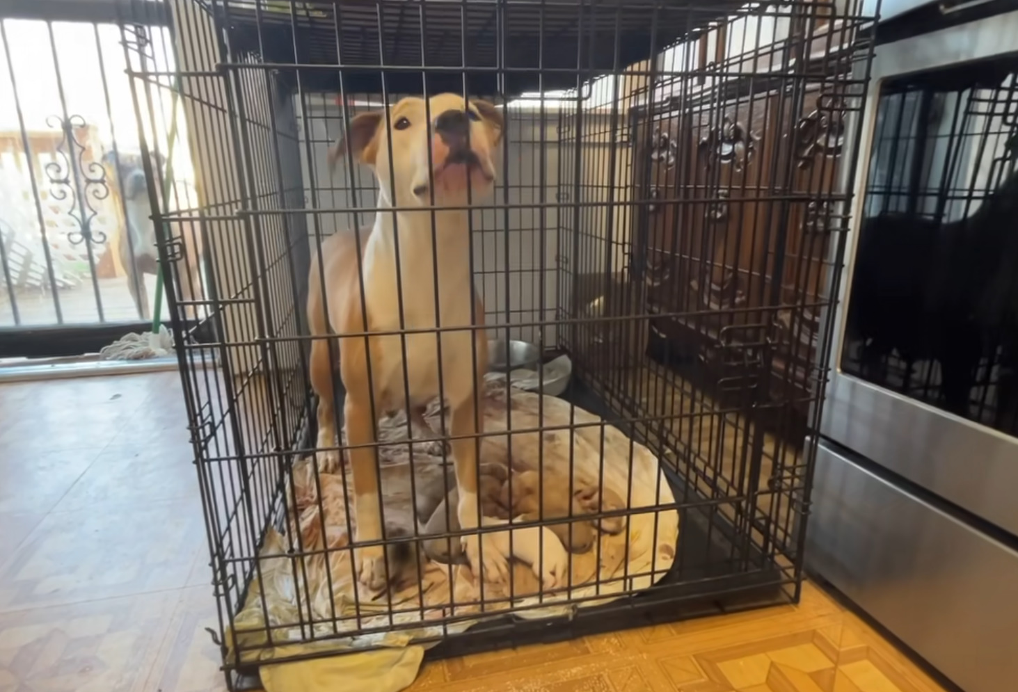 beautiful dog in crate