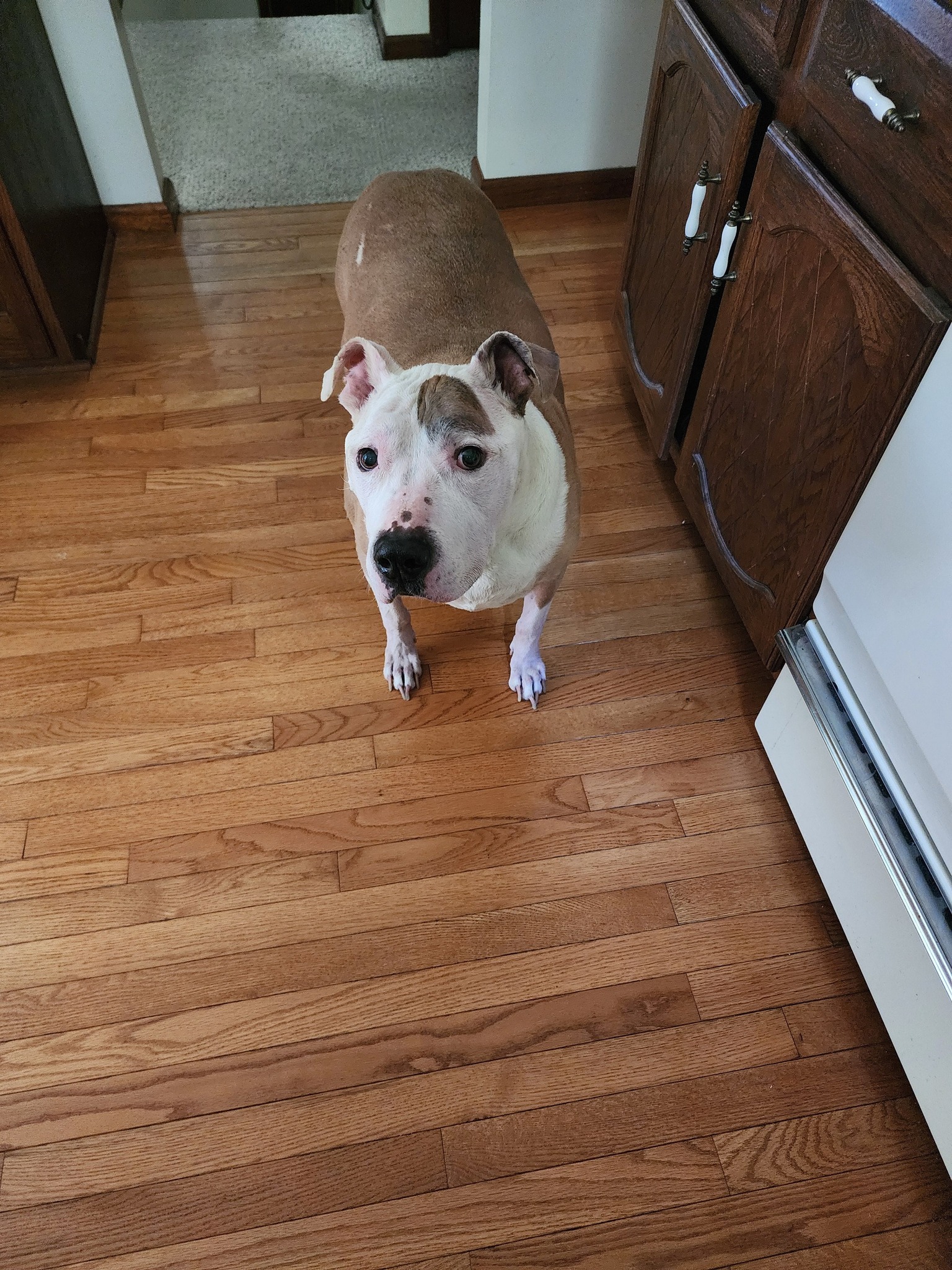beautiful dog in house