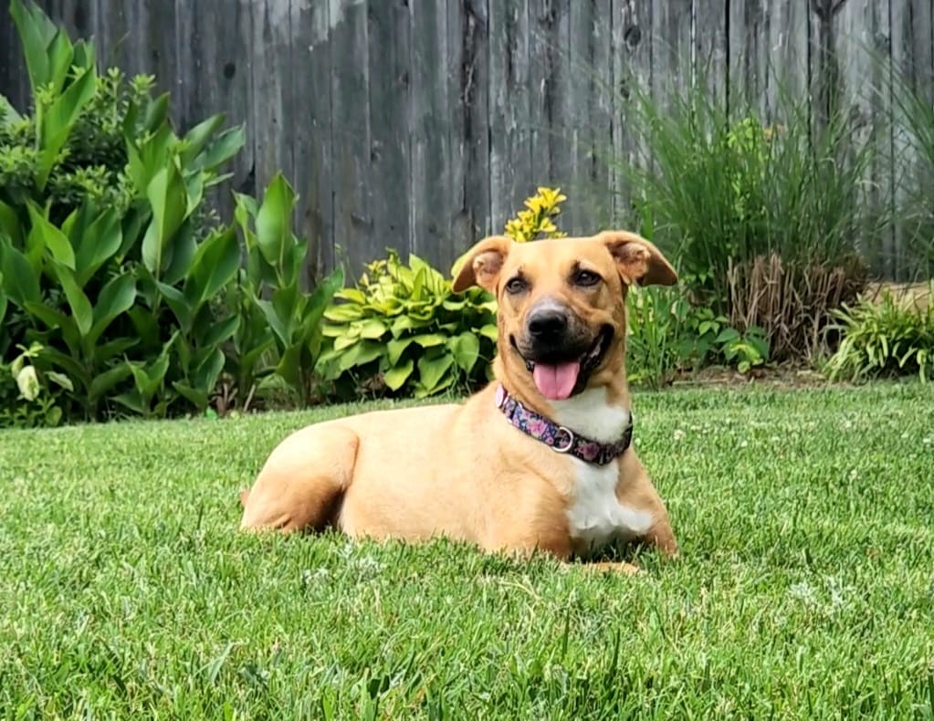 beautiful dog in the garden
