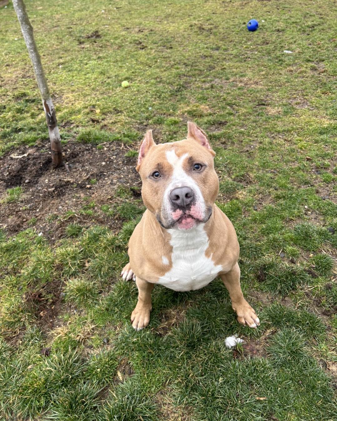 beautiful dog on grass