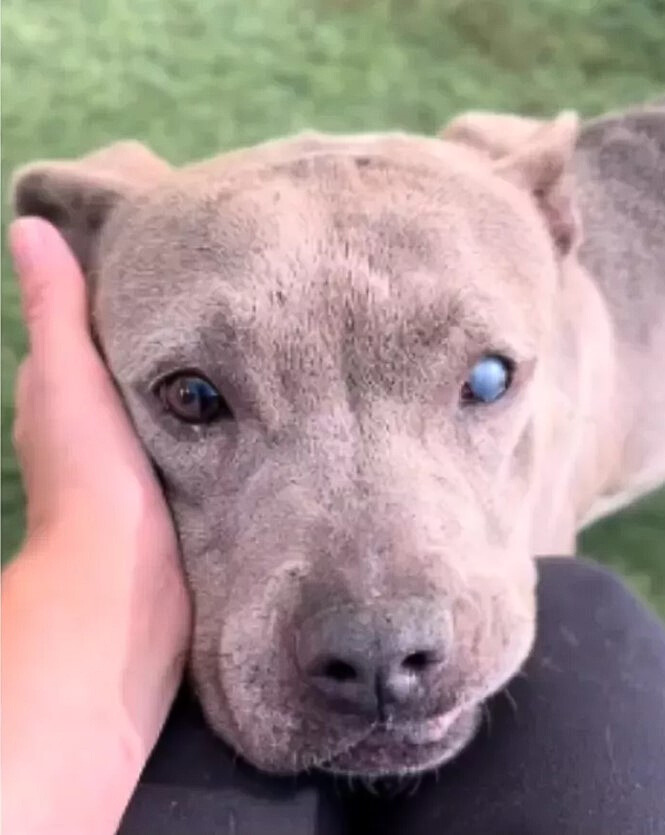beautiful dog resting head on person's lap