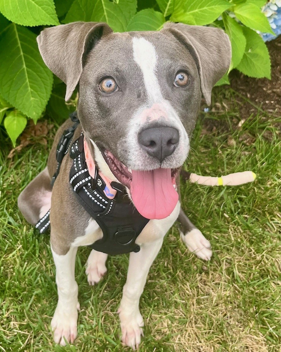 beautiful gray dog