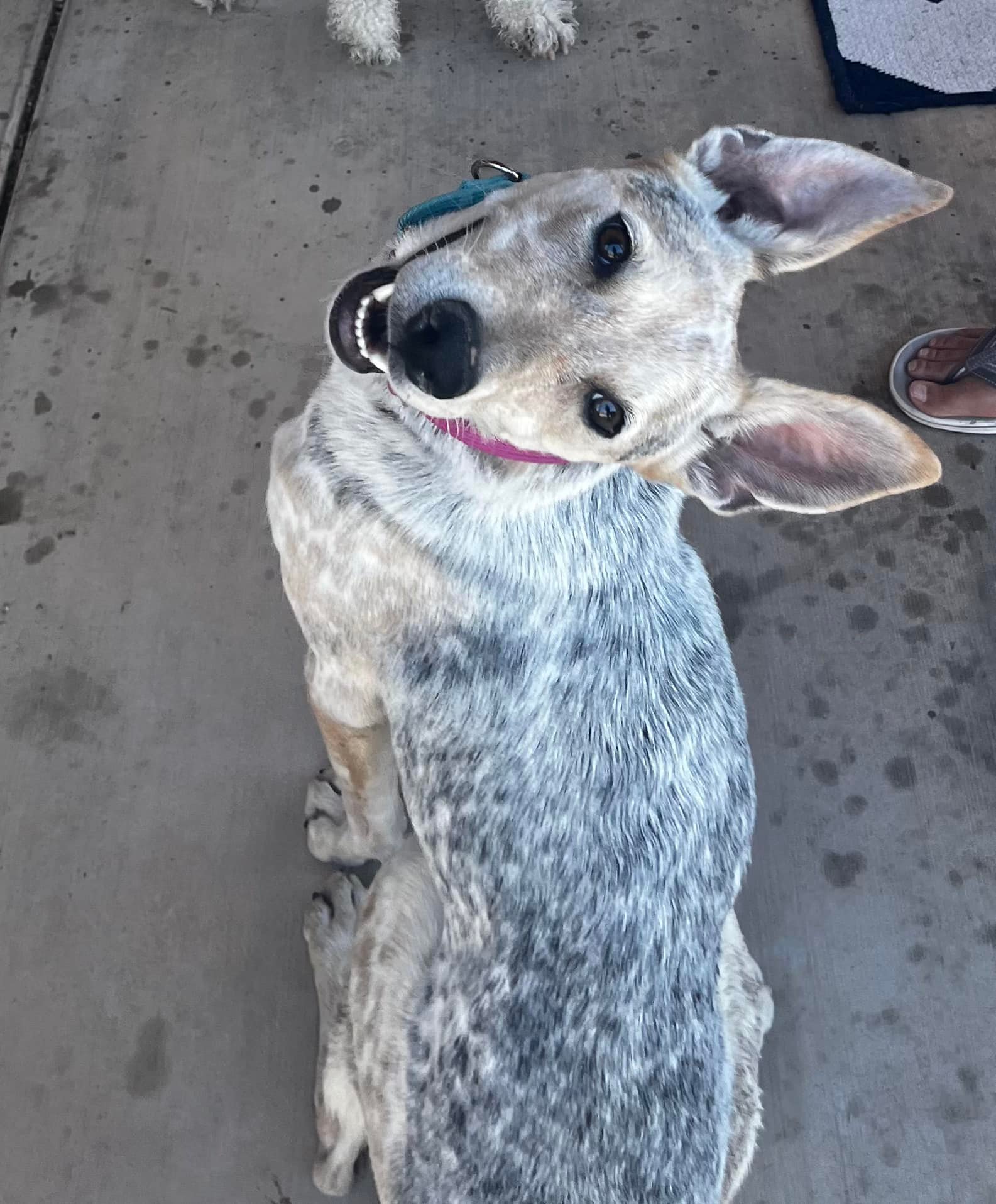 beautiful pup smiling