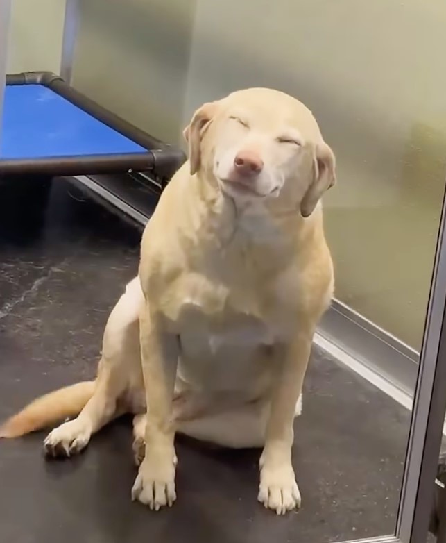 beautiful senior dog