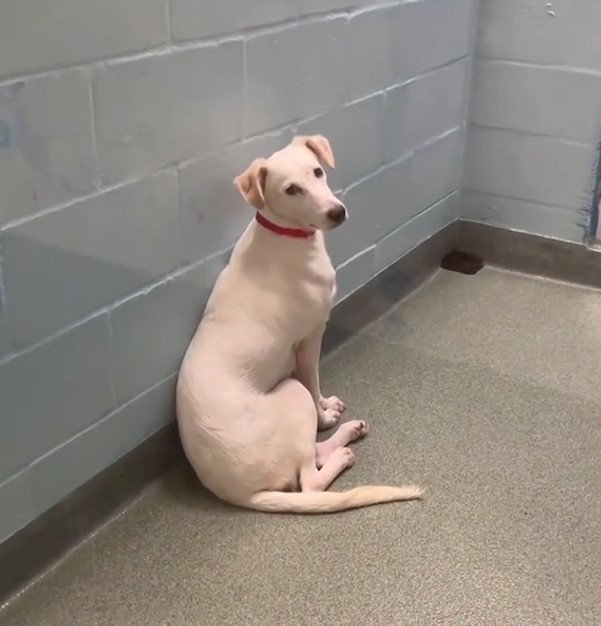 beautiful white dog
