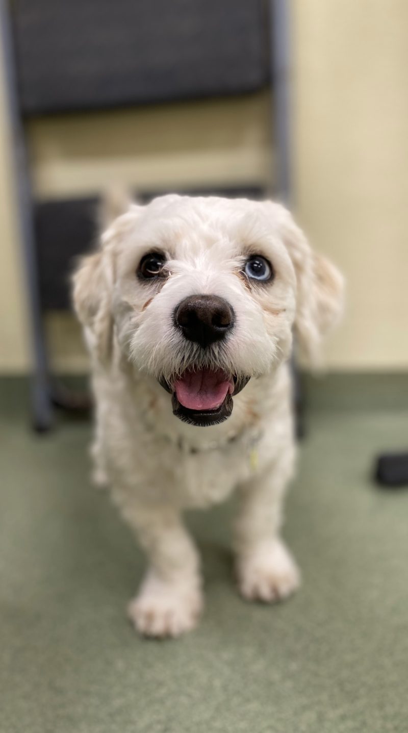 beautiful white dog