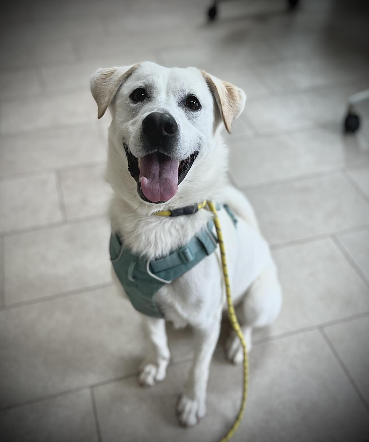 beautiful white dog smiling
