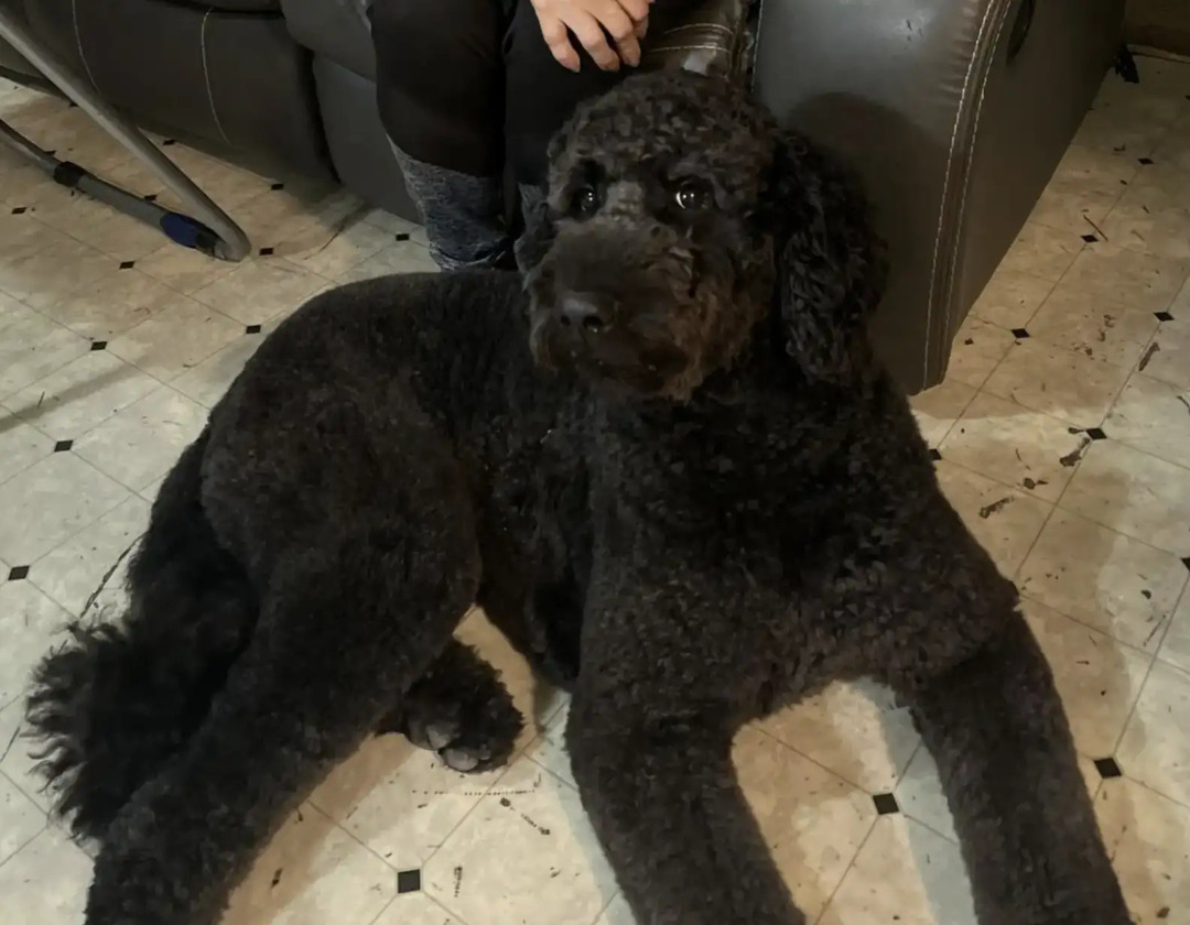 big black dog