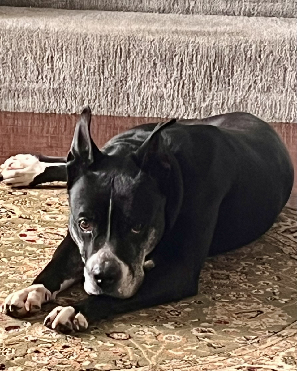 big black dog laying down
