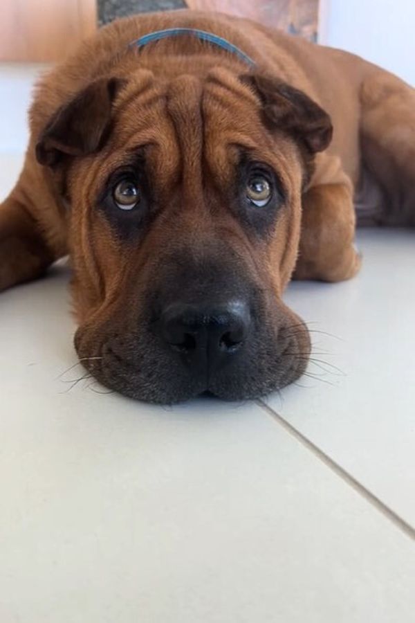 big brown dog