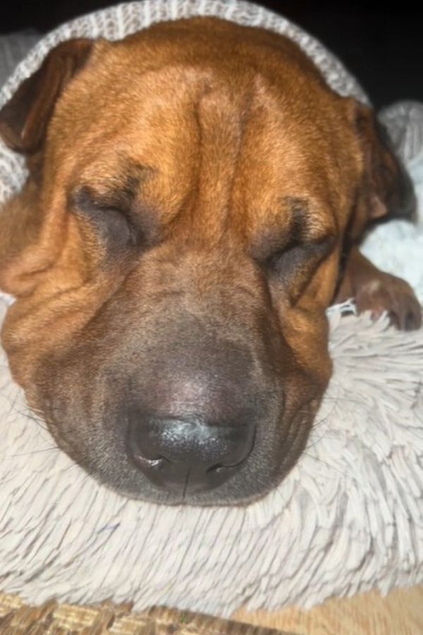 big brown dog sleeping