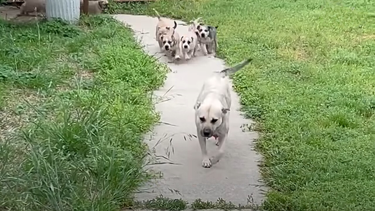 big dog and four puppies