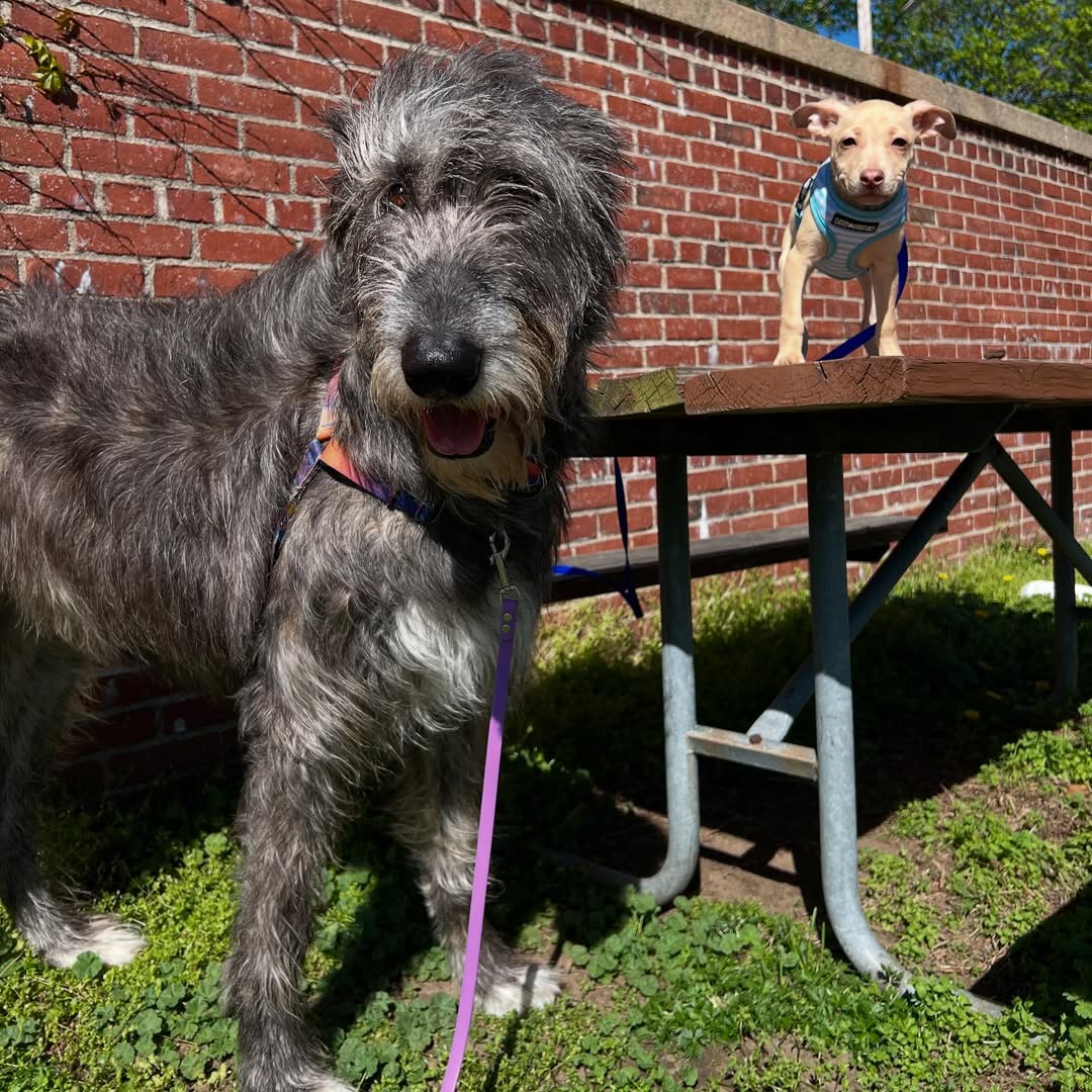 big dog and small dog