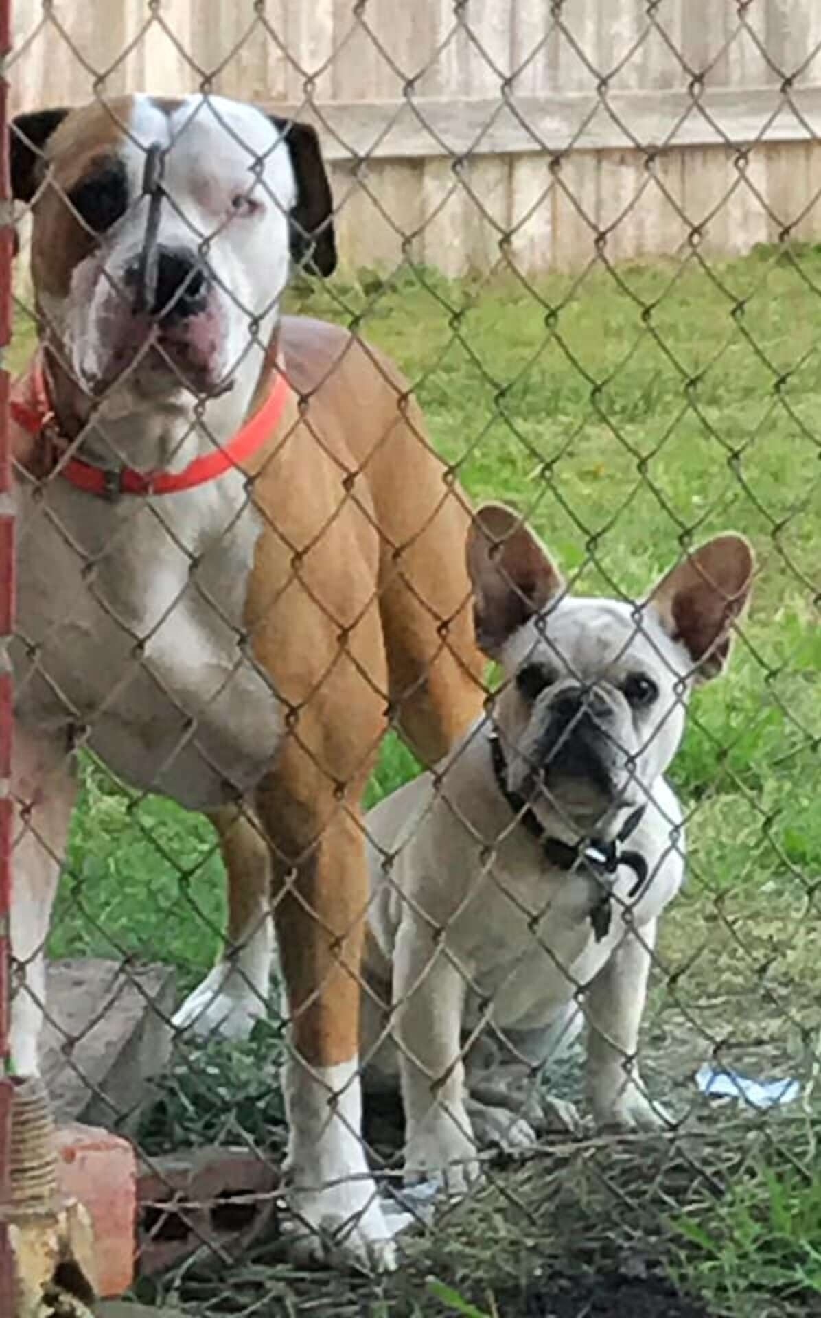 big dog and small dog