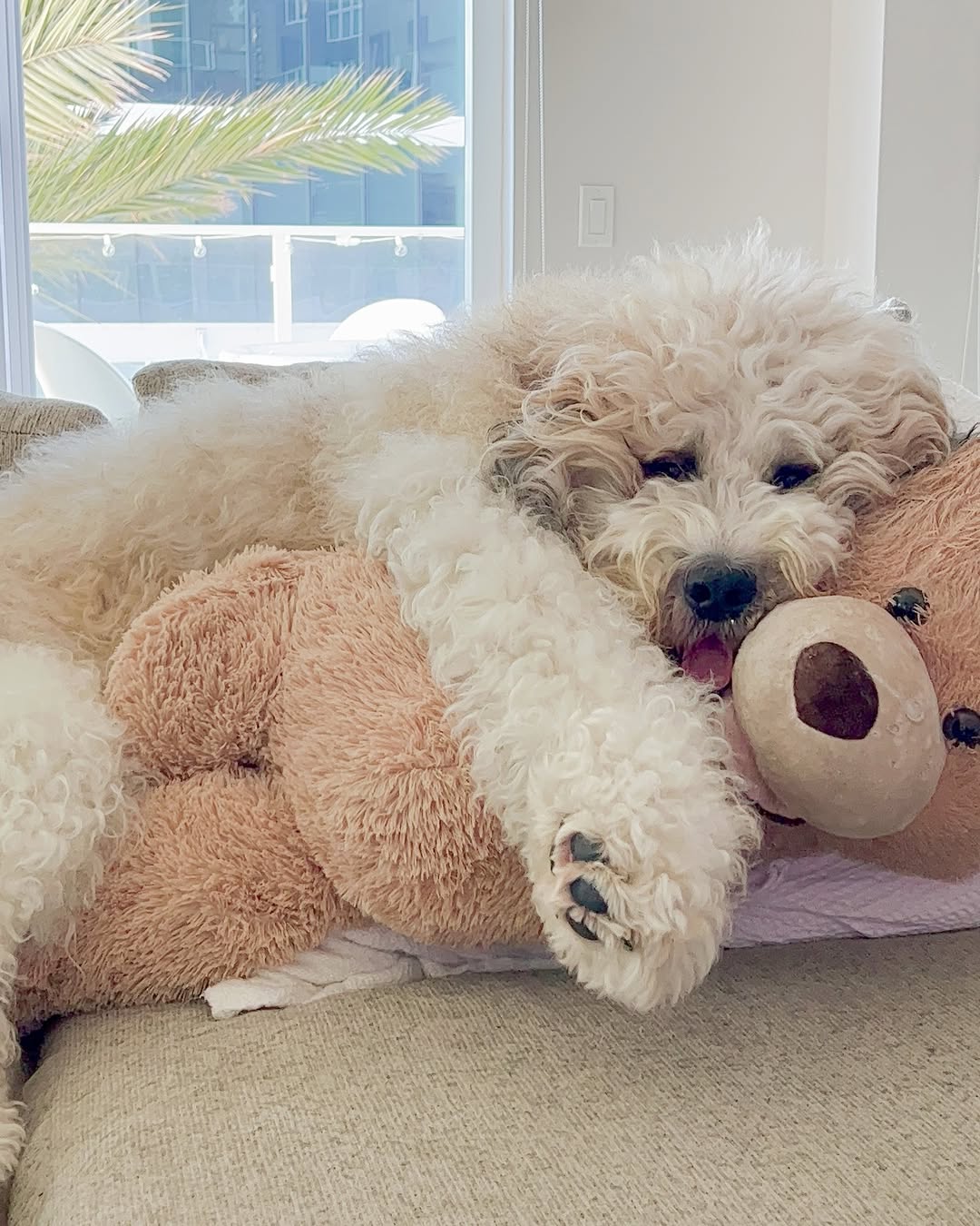 big dog and toy