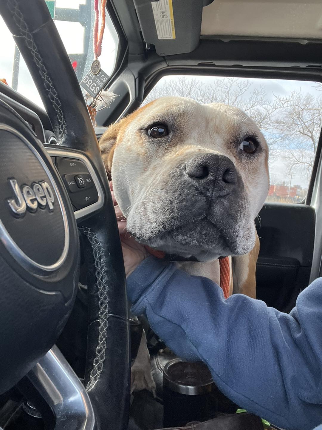big dog in car