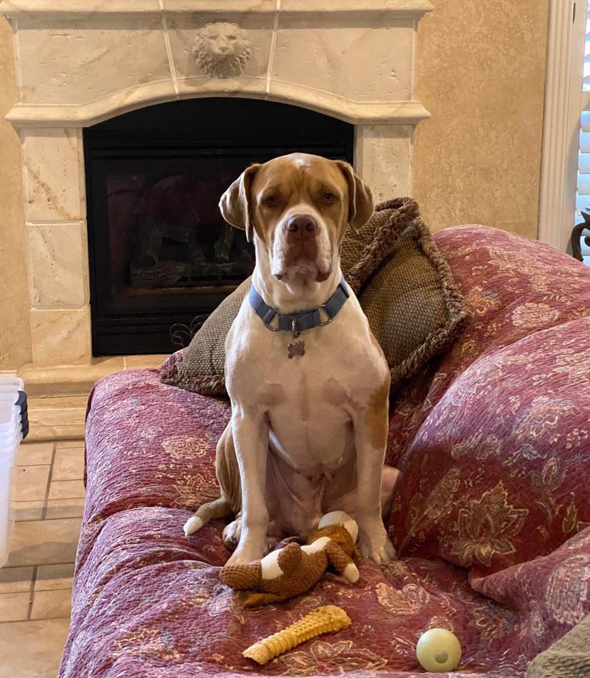 big dog on couch