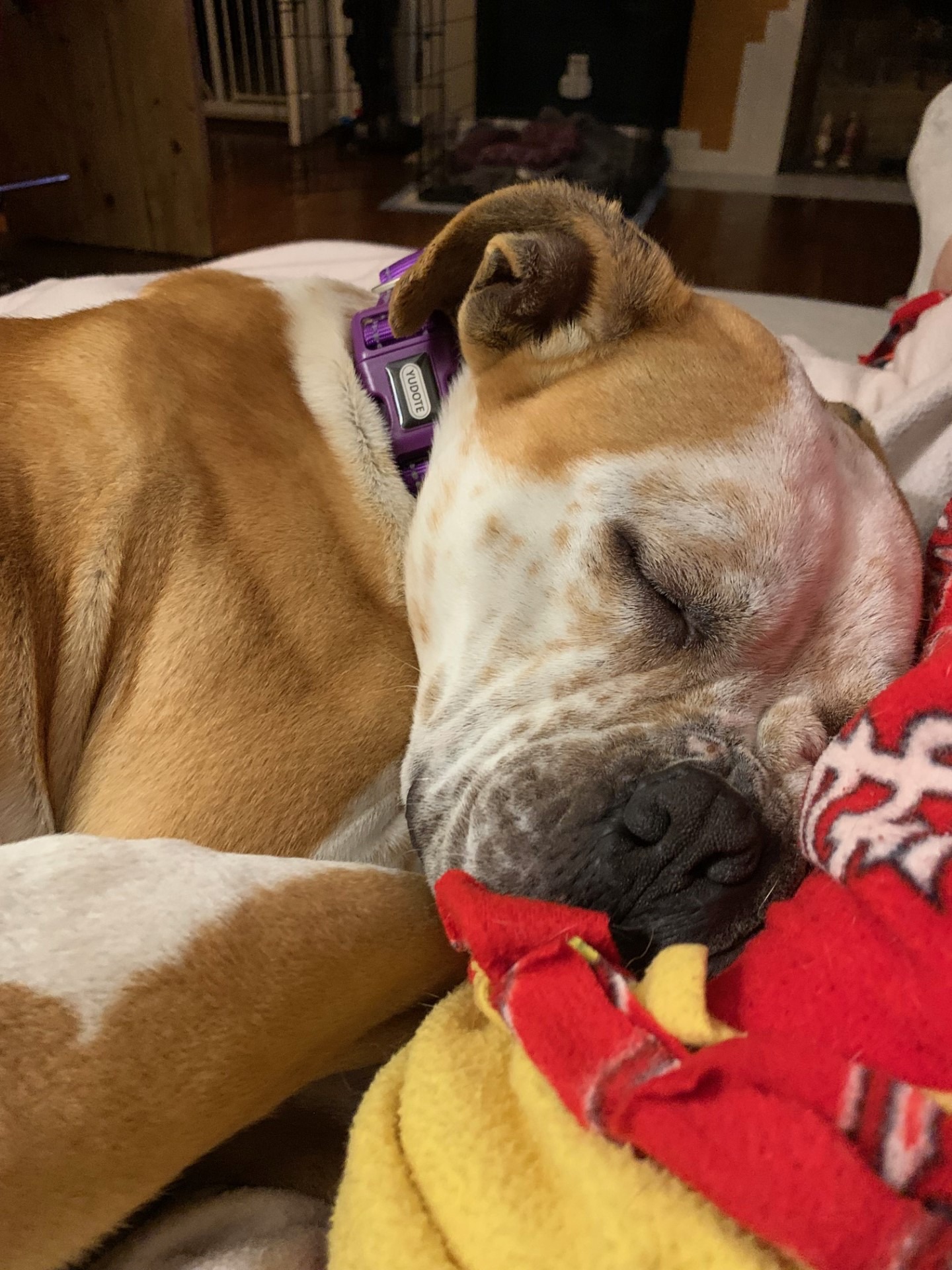 big dog sleeping