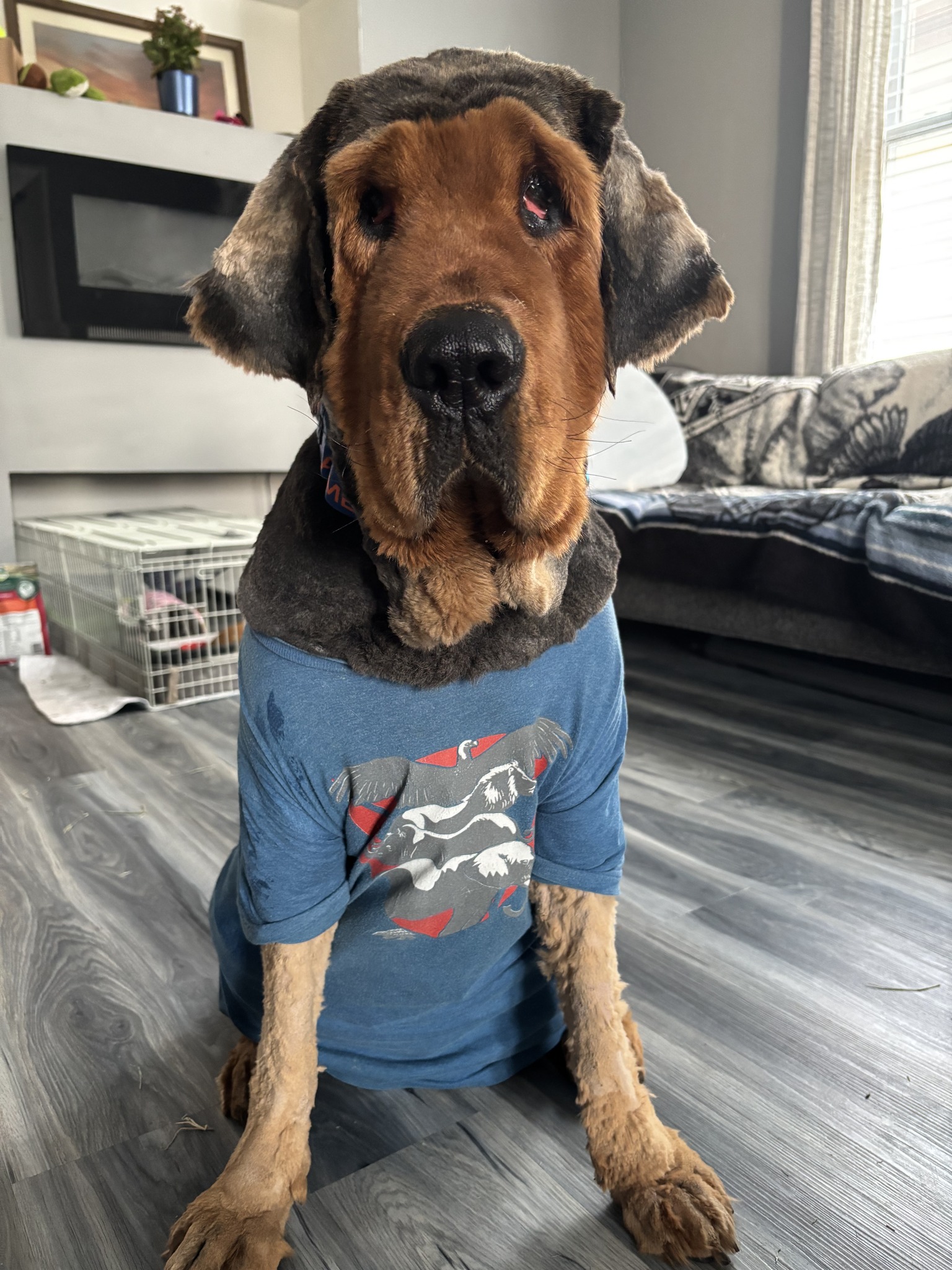 big dog with clothes