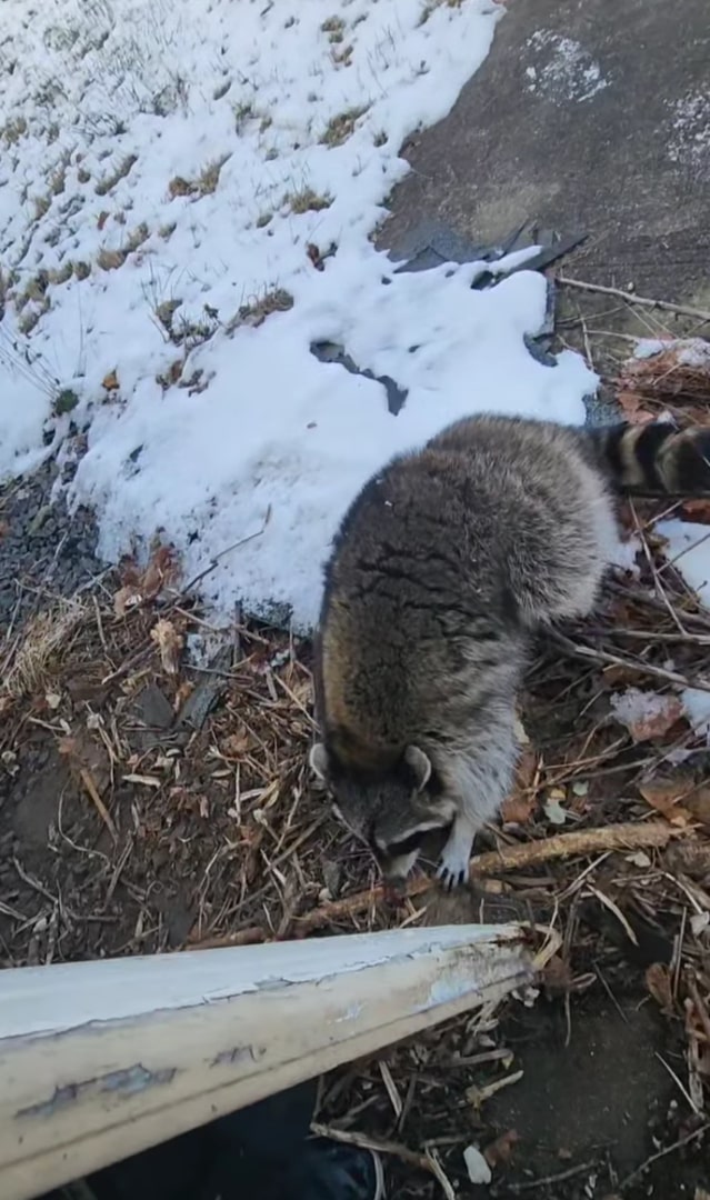 big raccoon