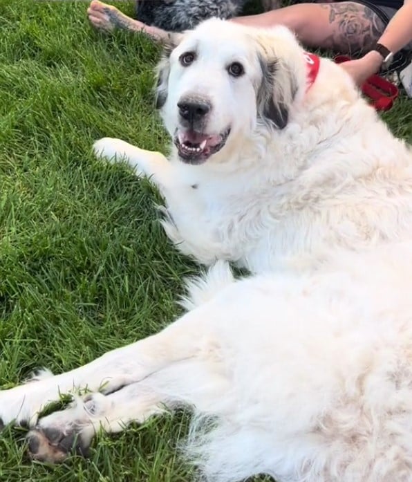 big white dog
