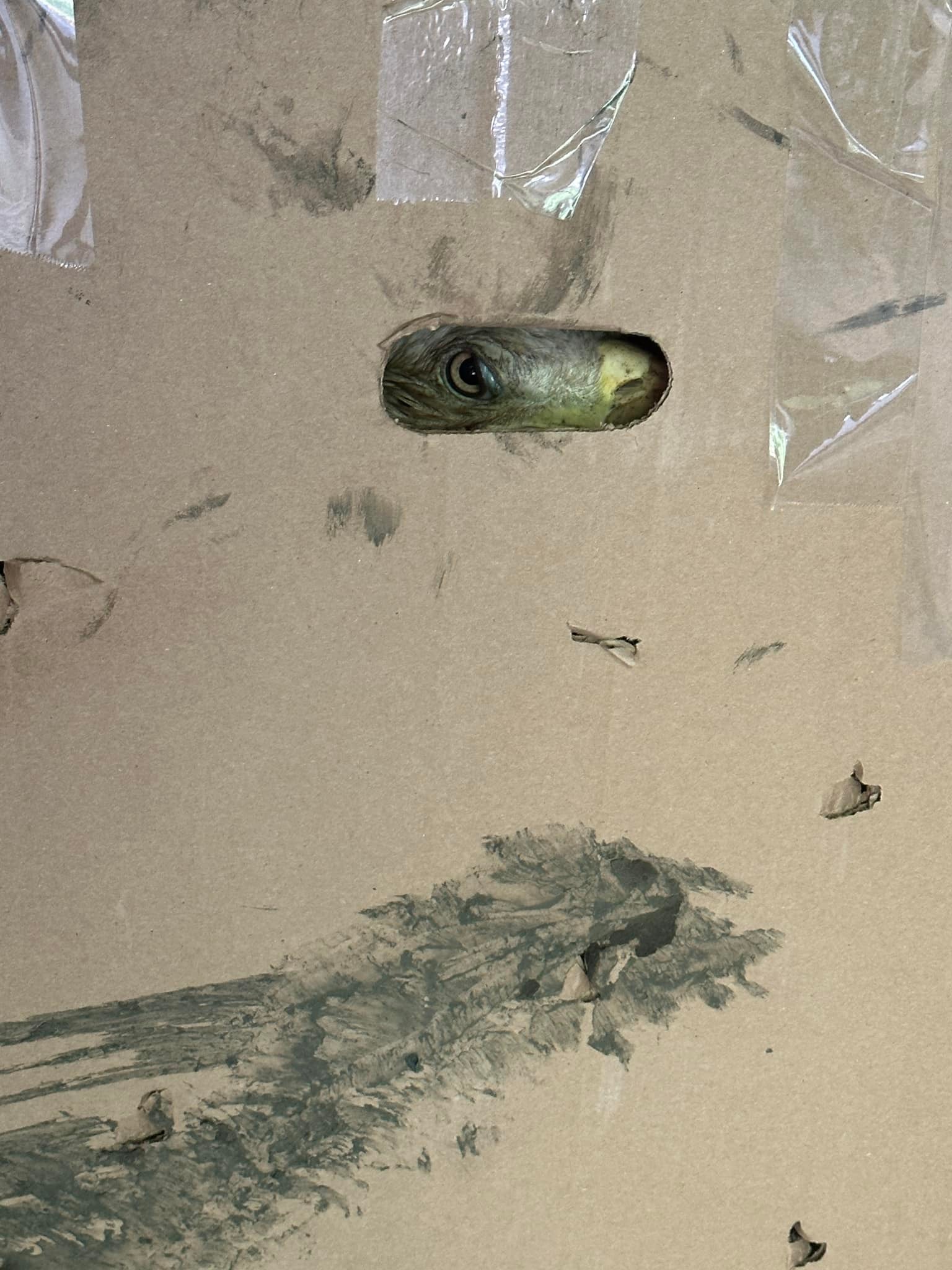bird in box