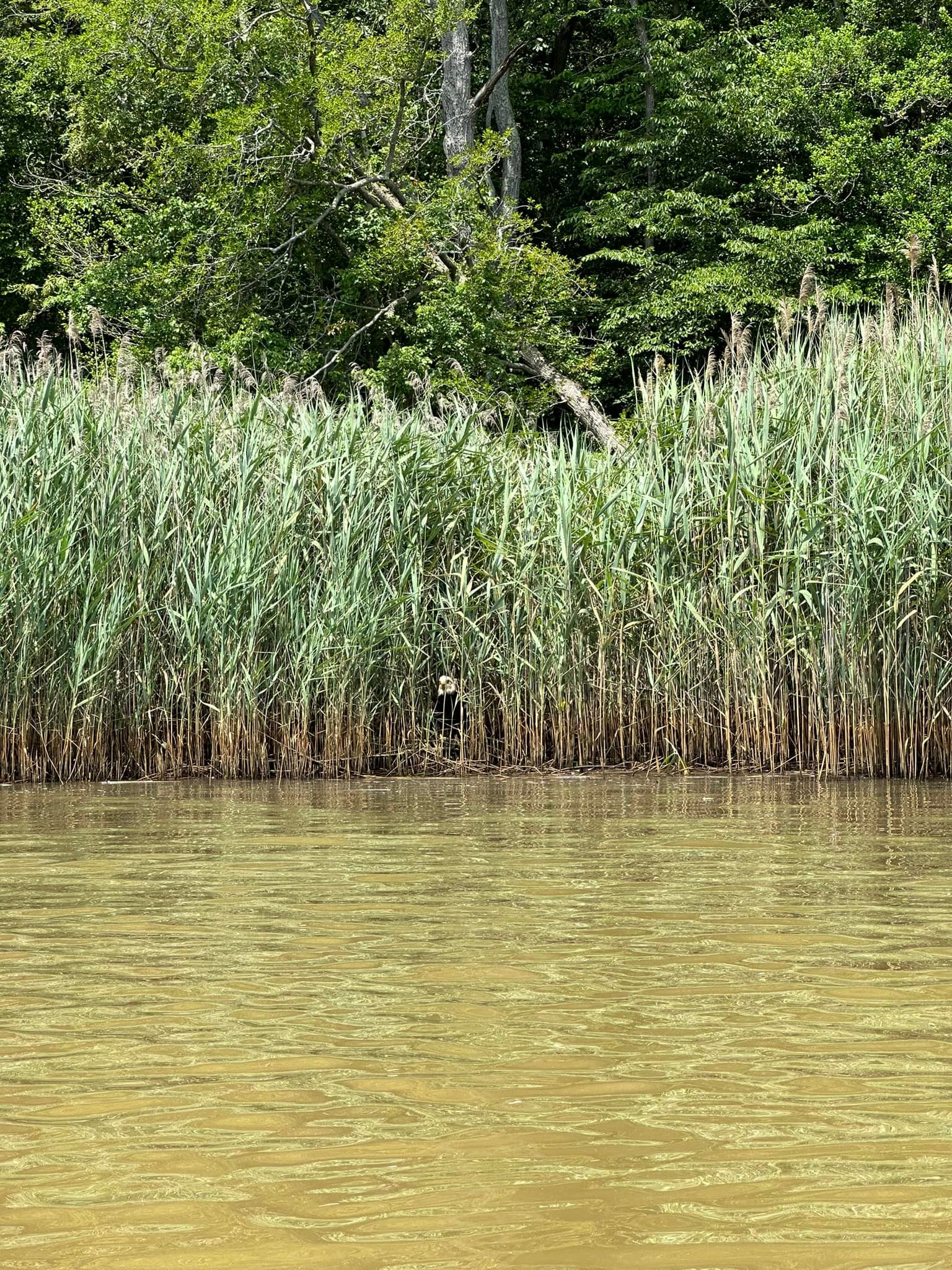 bird in tall grass