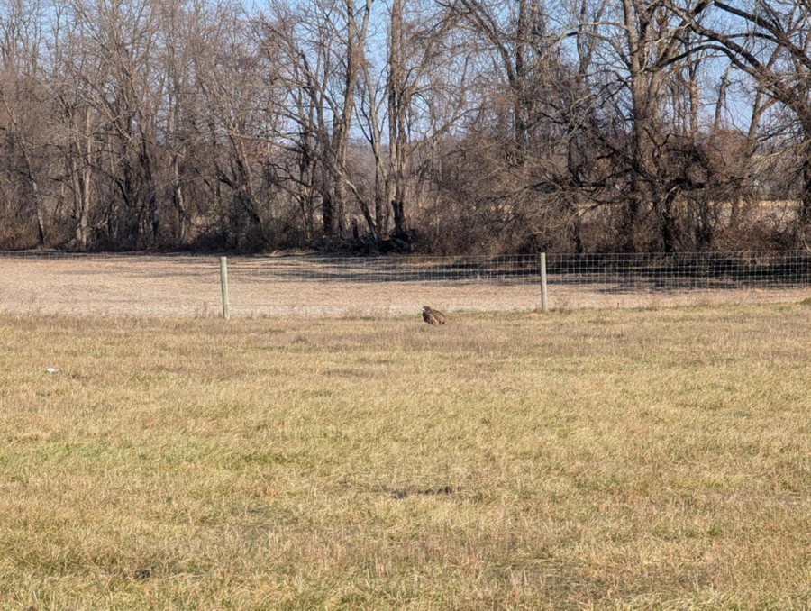 bird near fence