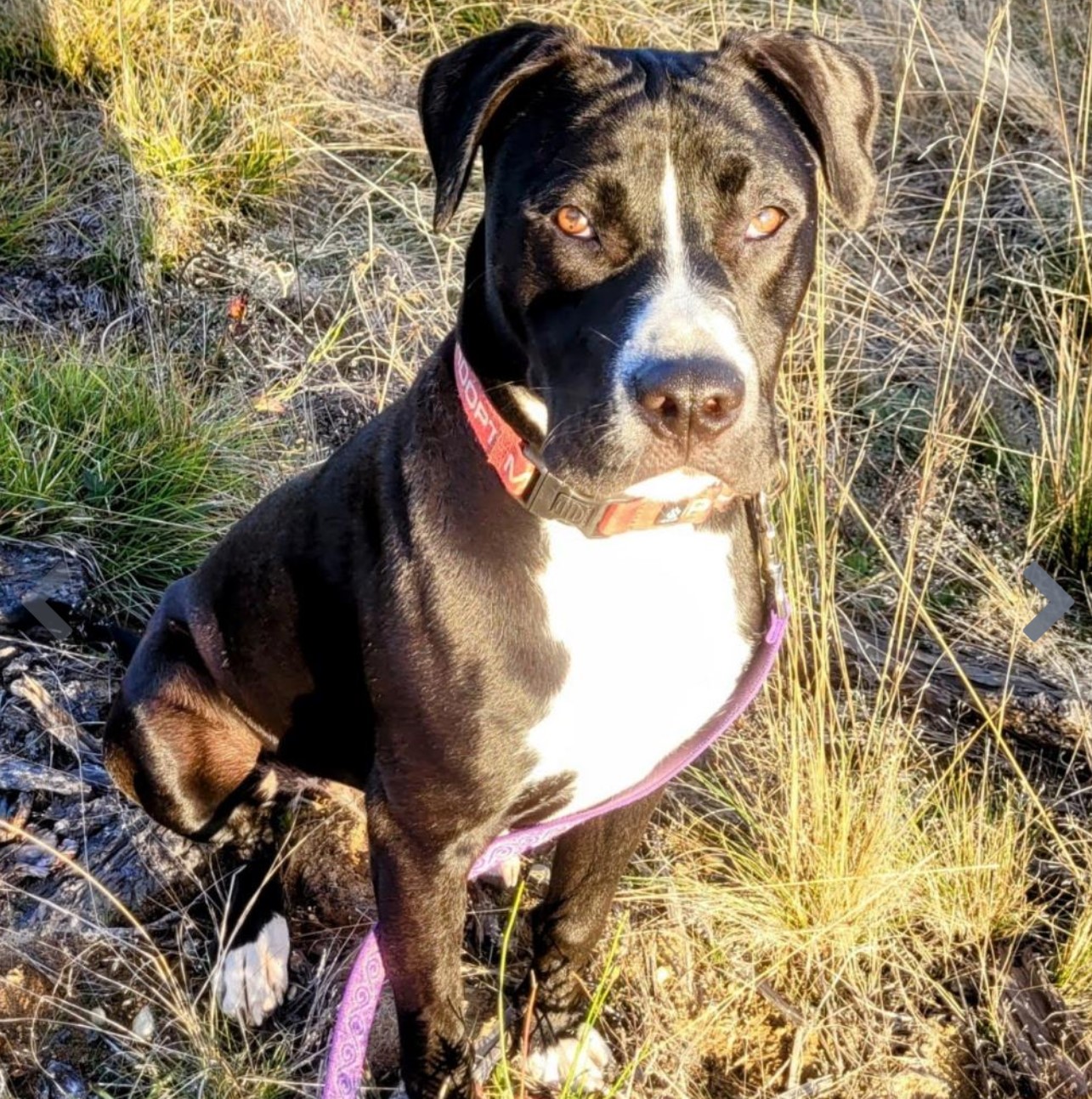 black and white dog
