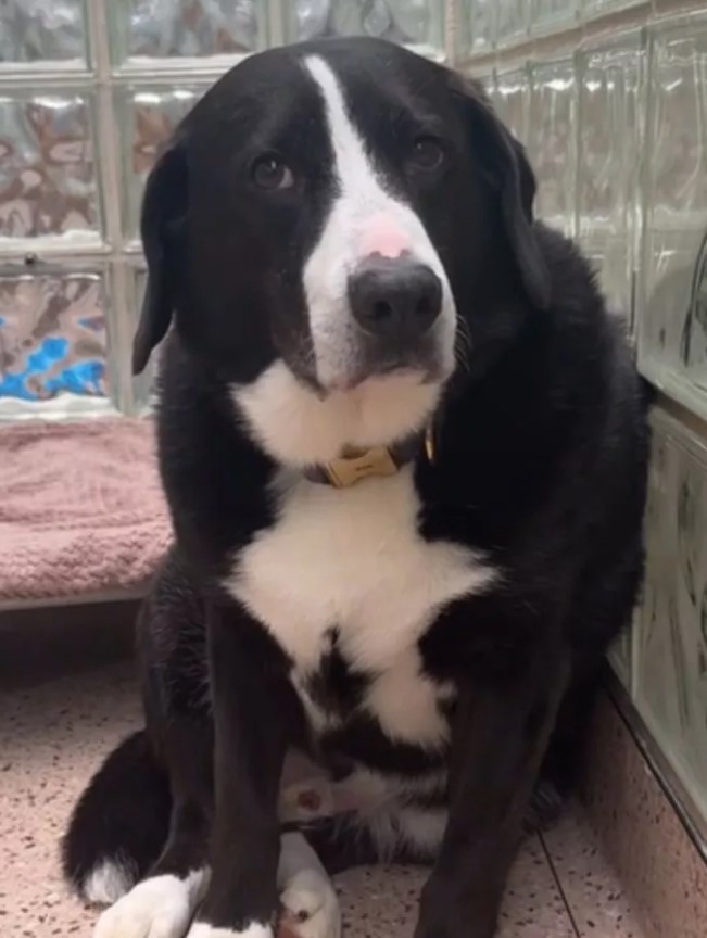 black and white dog
