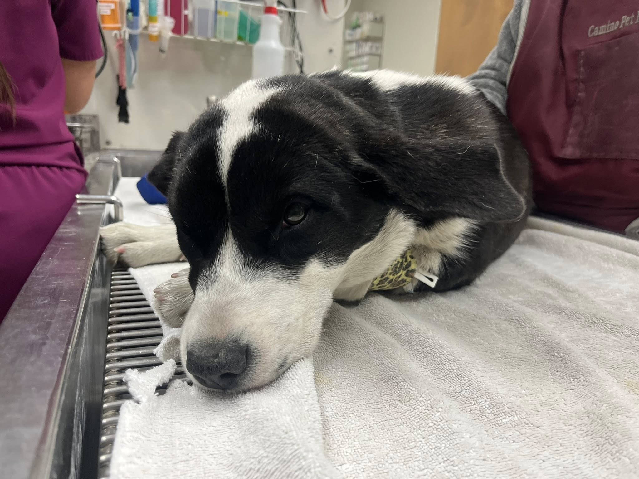 black and white dog at vets
