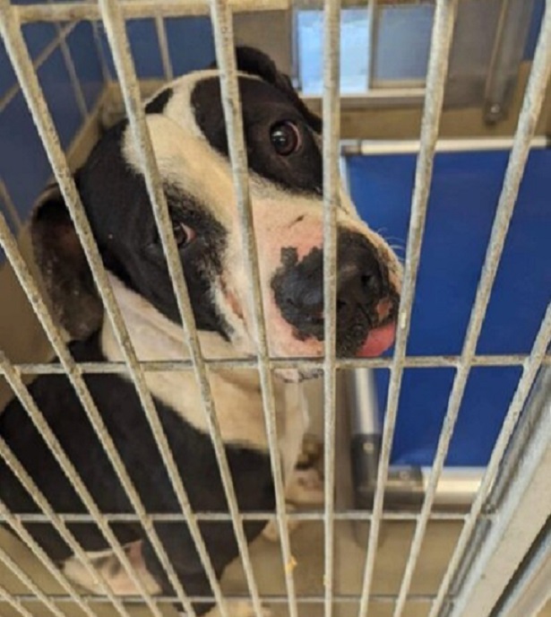 black and white dog in kennel