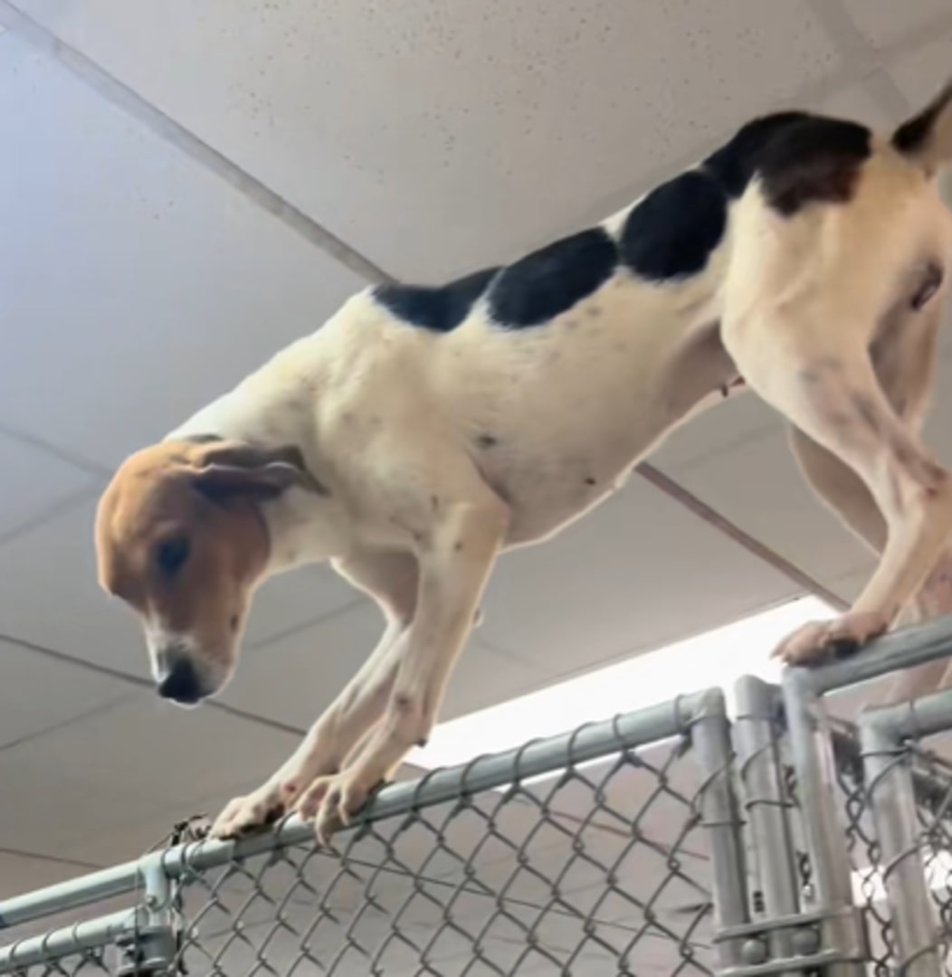 black and white dog in shelter