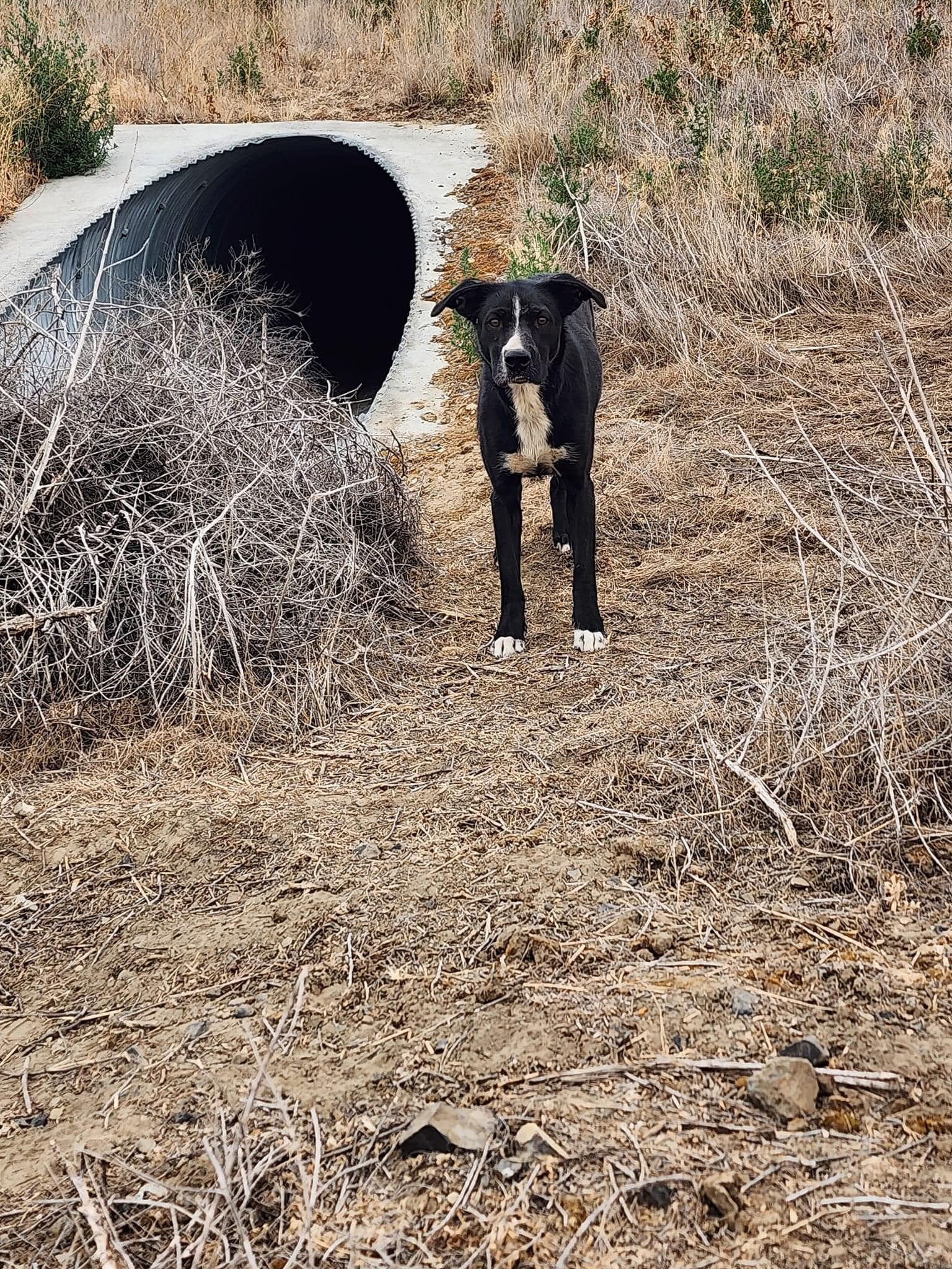 black and white dog in the wilderness