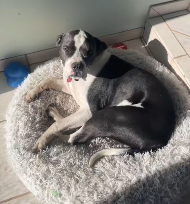 black and white dog laying down