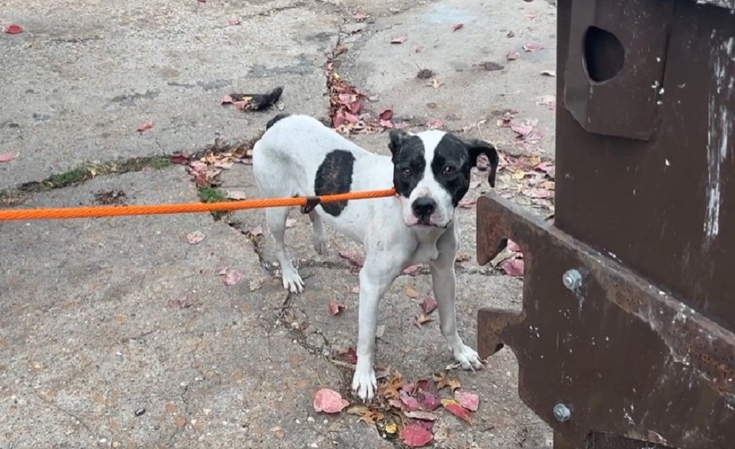 black and white dog on a leash