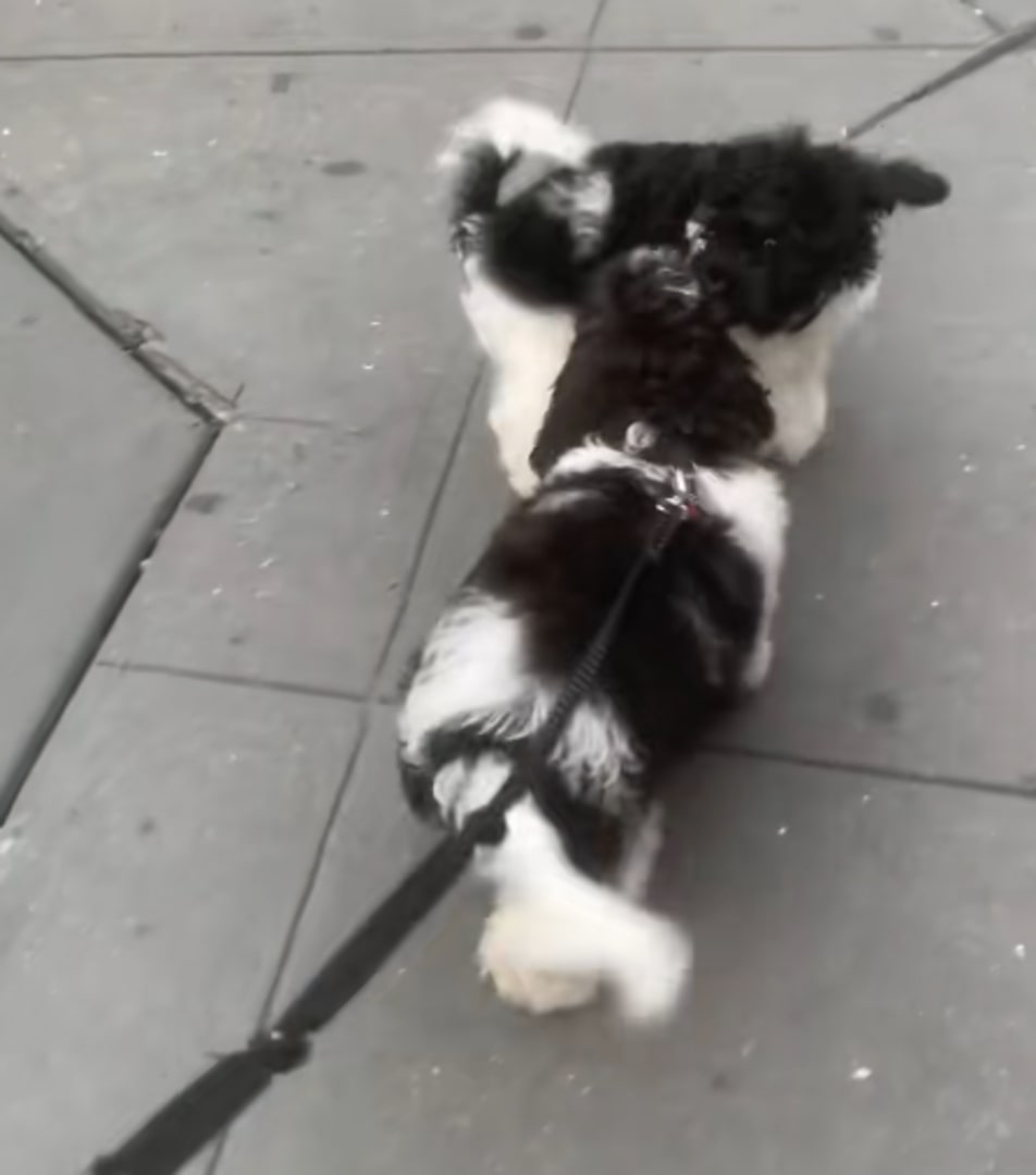 black and white dog on a street