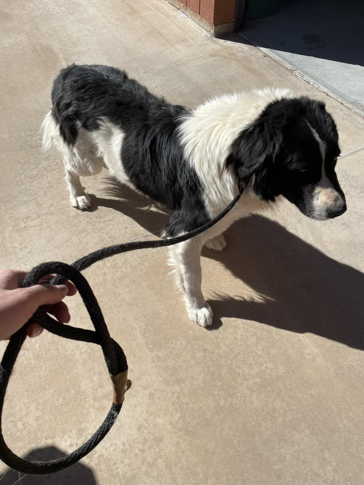 black and white dog on leash