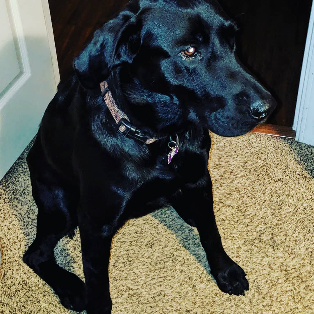 black dog