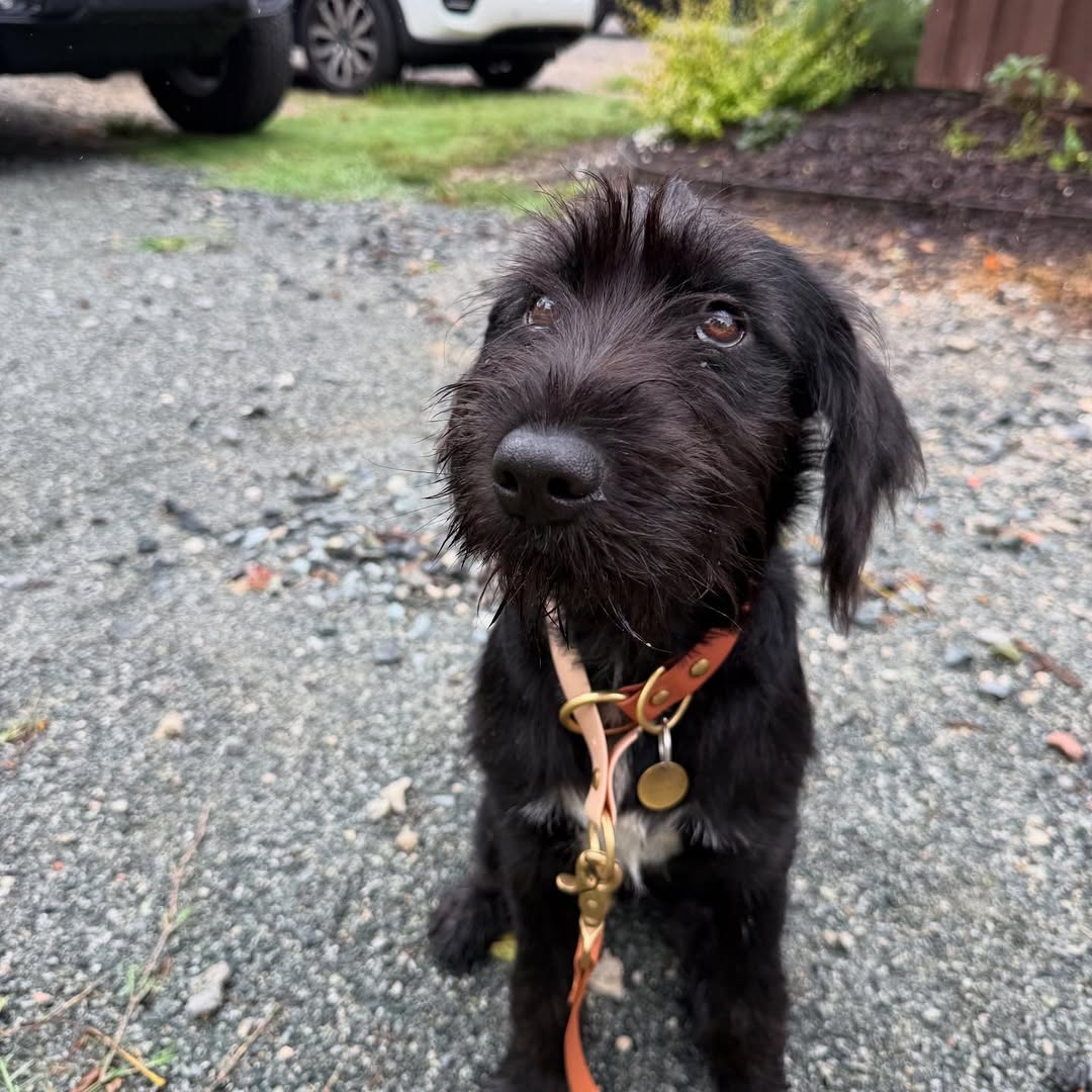 black dog