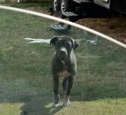 black dog