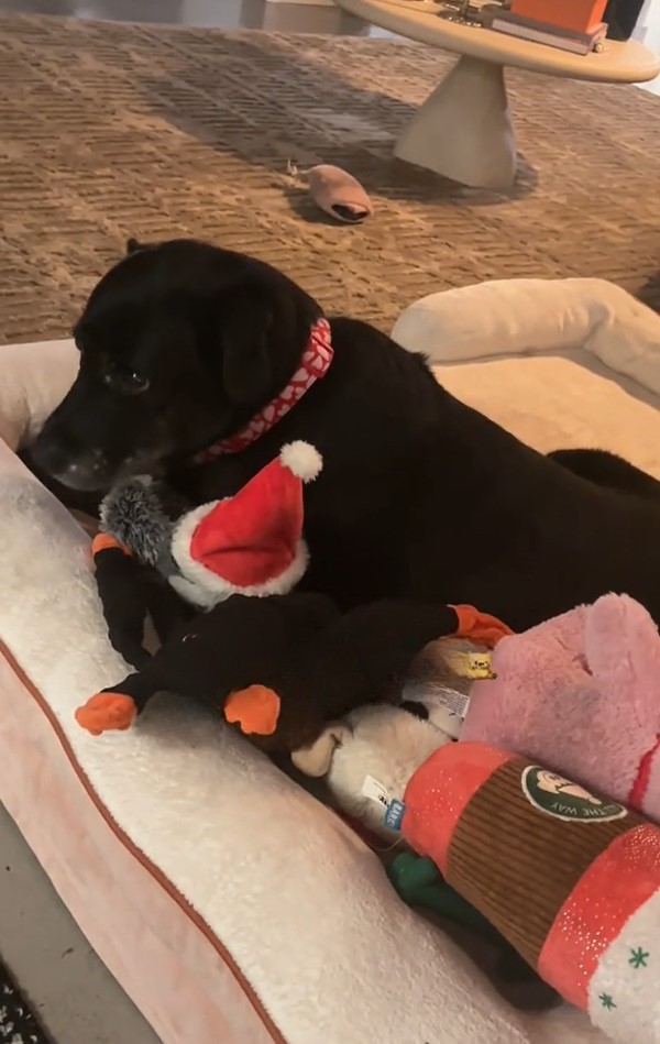 black dog and toys