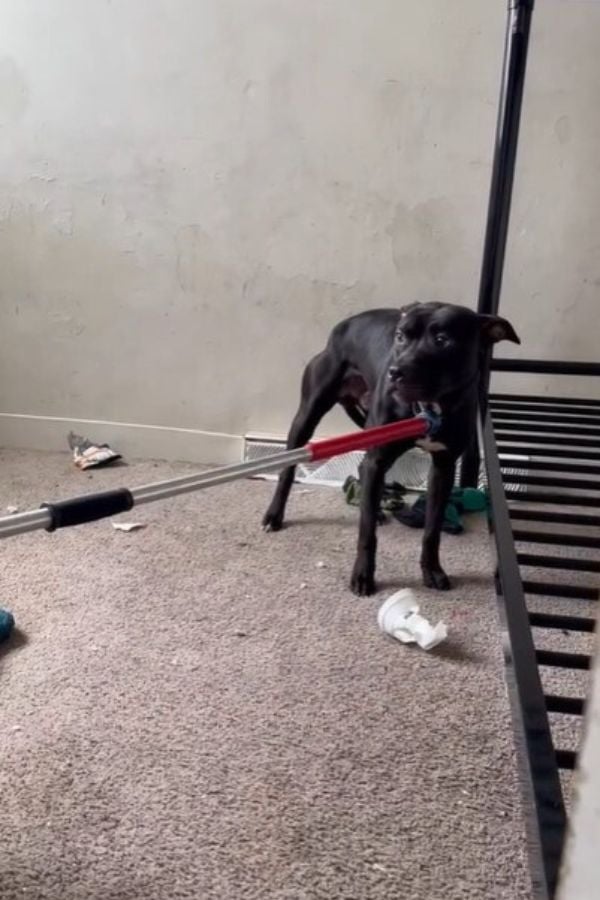 black dog in apartment