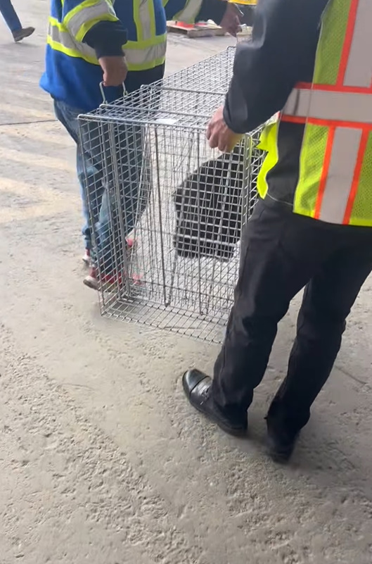 black dog in cage