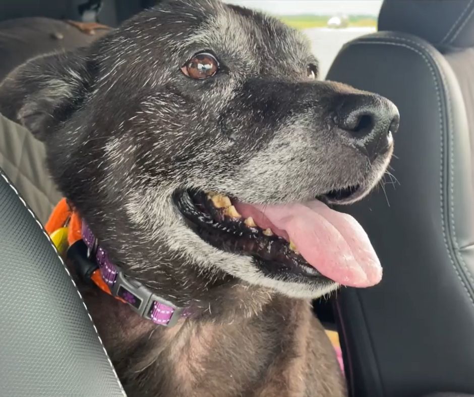 black dog in car