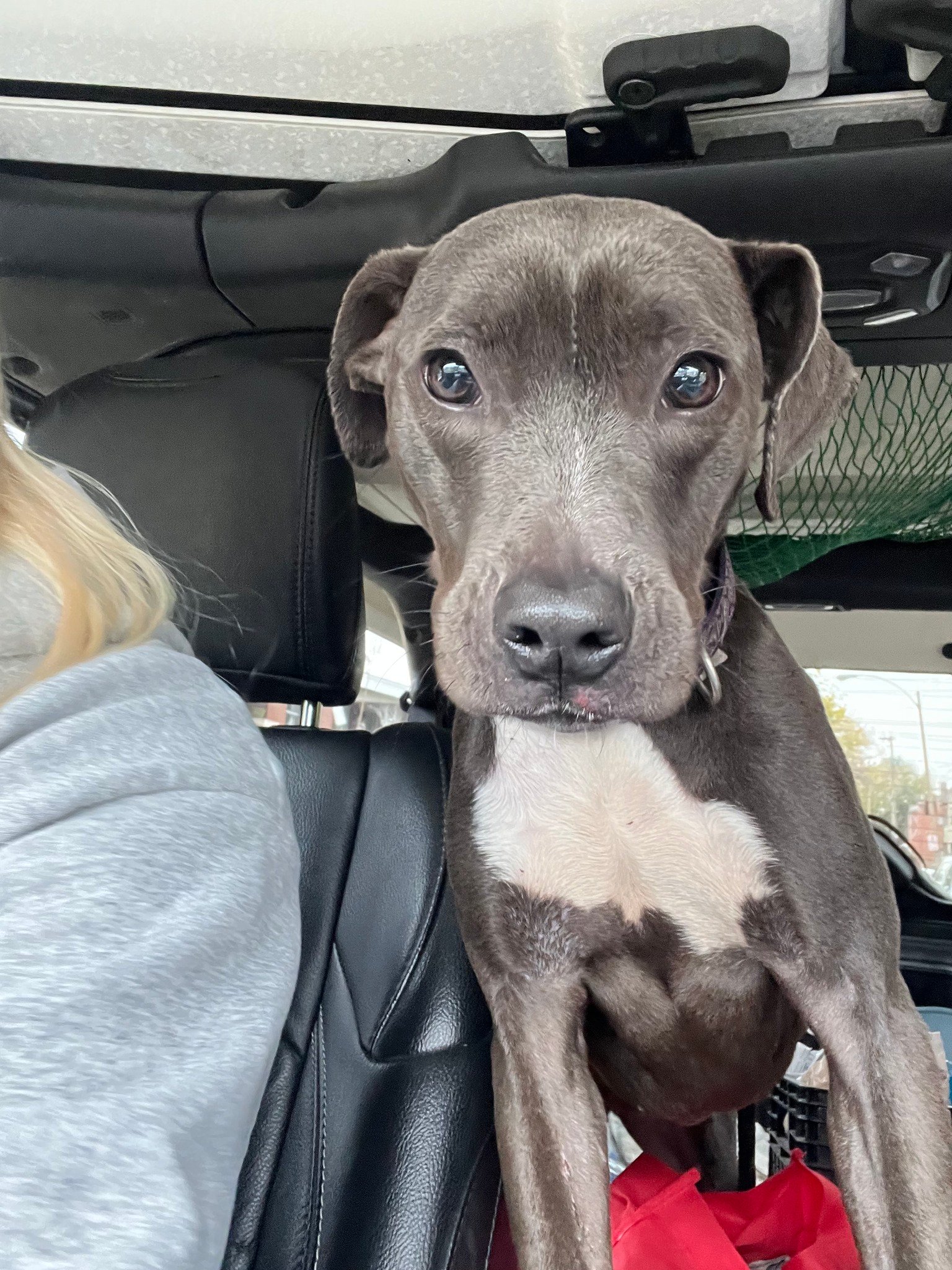 black dog in car