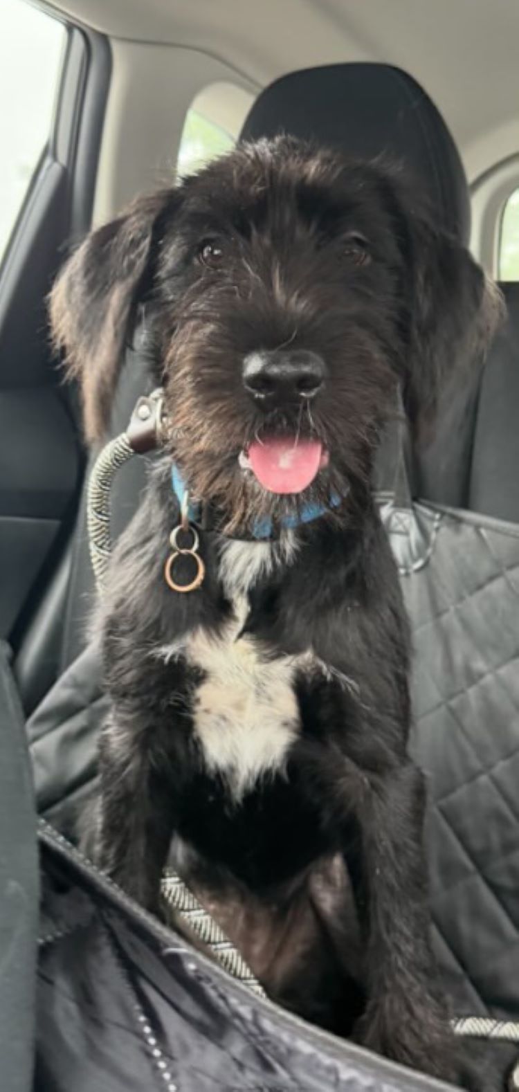 black dog in car