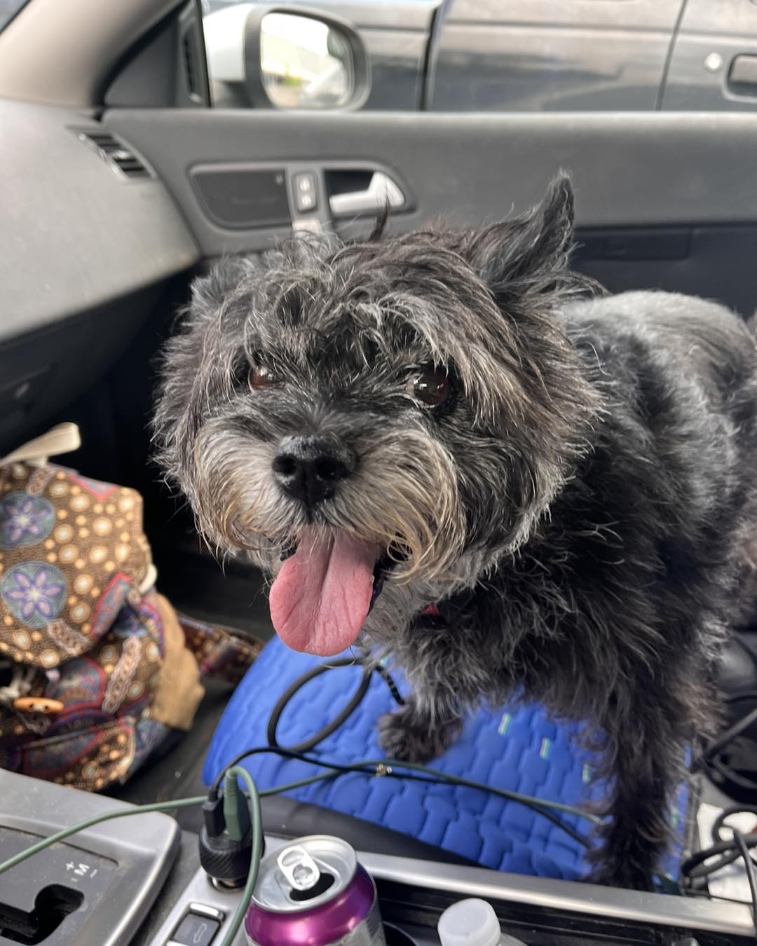 black dog in car
