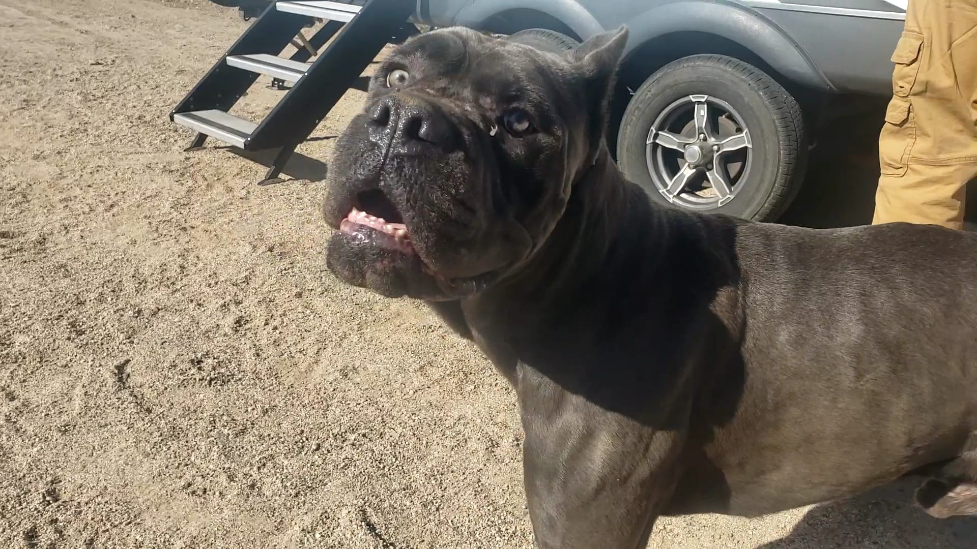 black dog in desert
