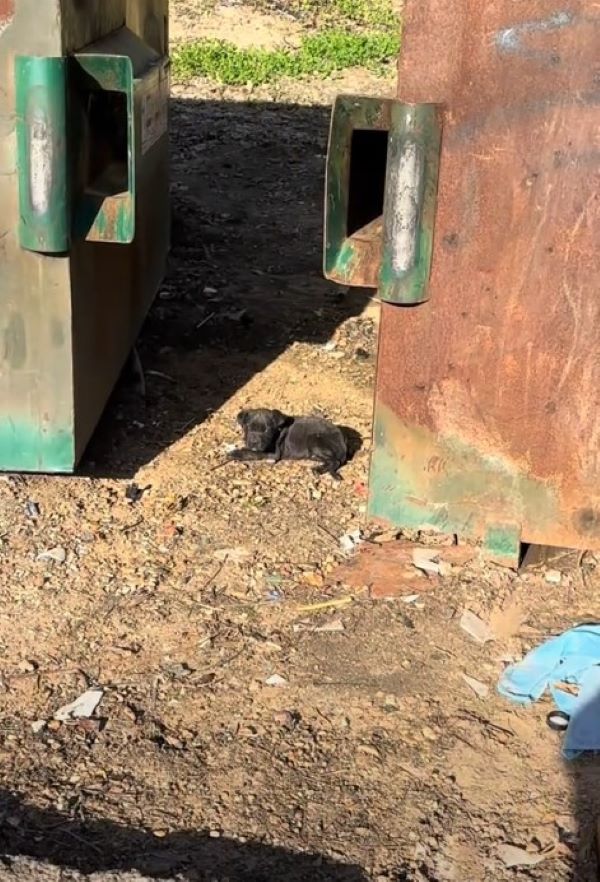 black dog in dumpster